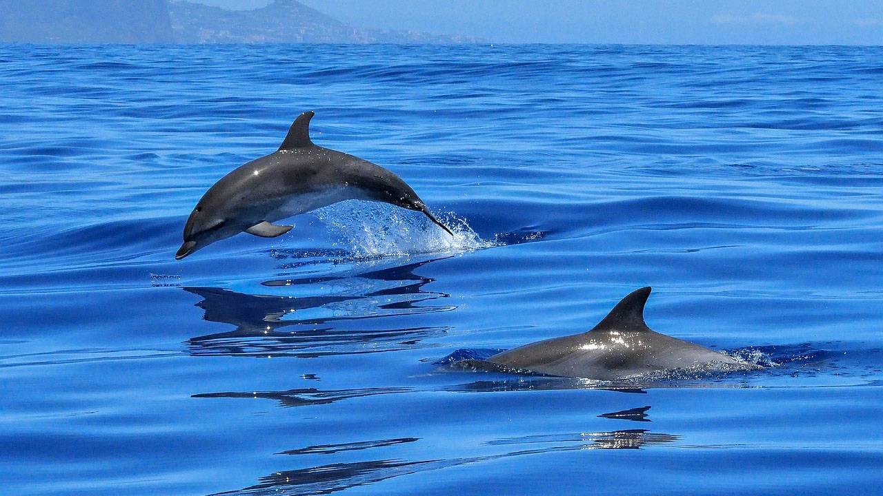 Whale & Dolphin Watching in Tenerife